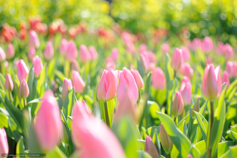 Pink Tulips in Field — Serene, Spring, Photograph, Green Leaves, Sunlight, Bloom