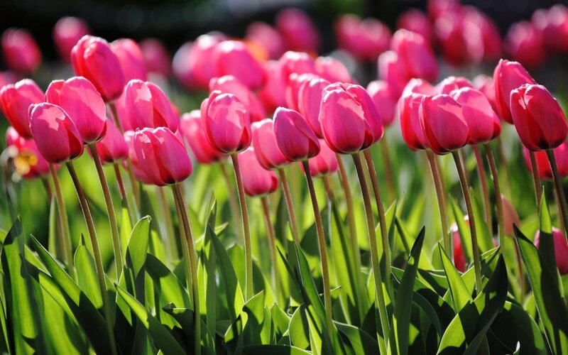 Pink Tulips in Field — Serene, Spring, Photograph, Green Leaves, Sunlight