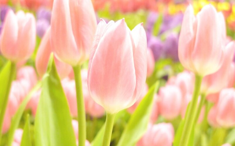 Pink Tulips in Field — Serene, Spring, Photograph, Green Leaves