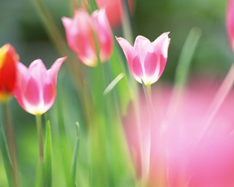 Pink Tulips in Field — Serene, Spring, Photograph, Green Stems, Blurred Background