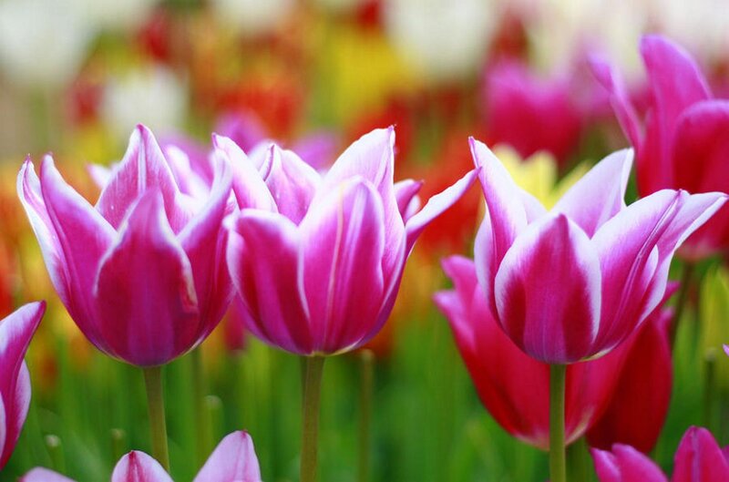Pink Tulips in Field — Serene, Spring, Photograph, Green Stems, Flowers