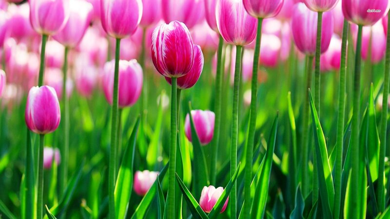 Pink Tulips in Field — Serene, Spring, Photograph, Green Stems, Leaves
