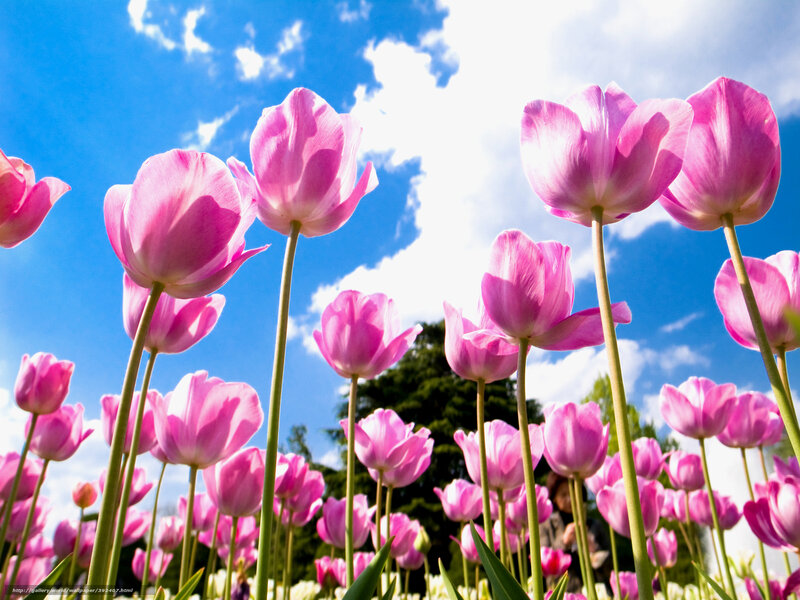 Pink Tulips in Field — Serene, Spring, Photograph, Sky, Clouds