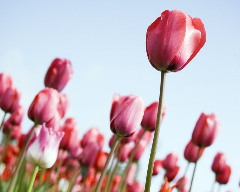 Pink Tulips in Field — Serene, Spring, Photograph, Sky, Flowers