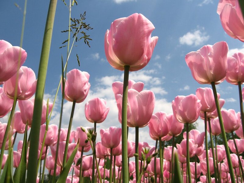 Pink Tulips in Field — Serene, Spring, Photograph, Sky