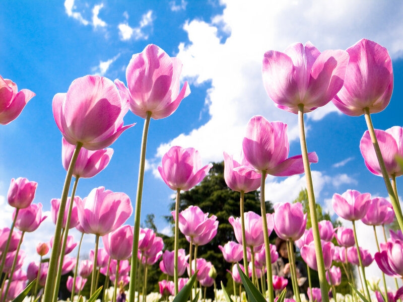Pink Tulips in Field — Serene, Spring