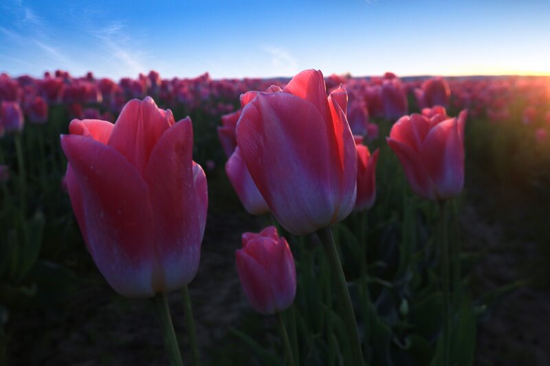 Pink Tulips in Field — Serene, Sunrise