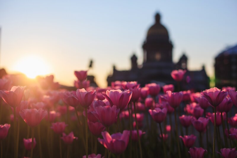 Pink Tulips in Field — Serene, Sunset, Photograph
