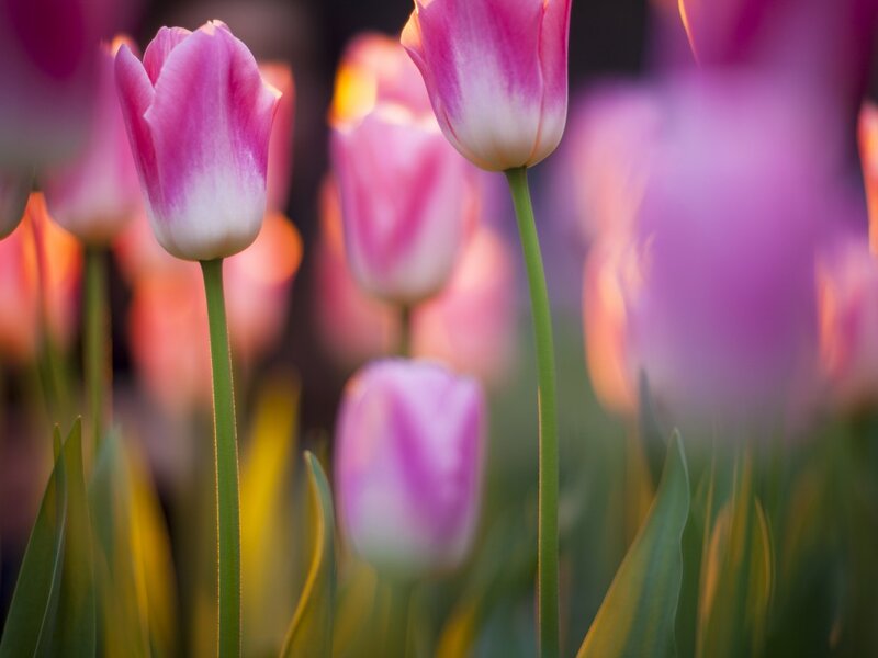 Pink Tulips in Field — Serene, Sunset