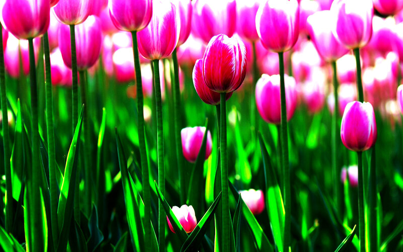 Pink Tulips in Field — Vibrant, Spring