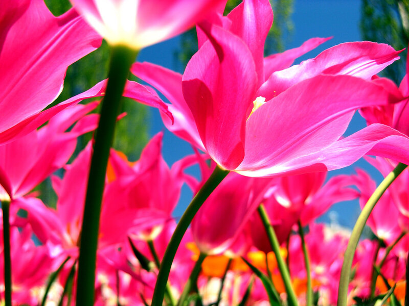 Pink Tulips in Field — Vibrant