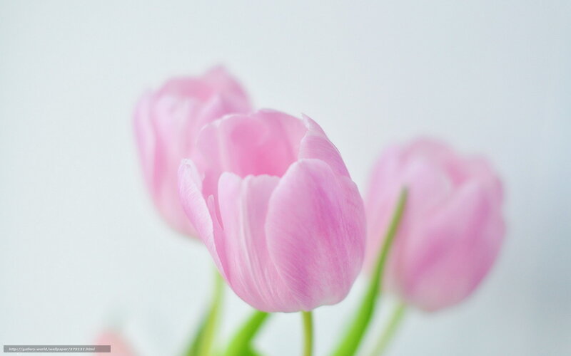 Pink Tulips in Focus — Serene