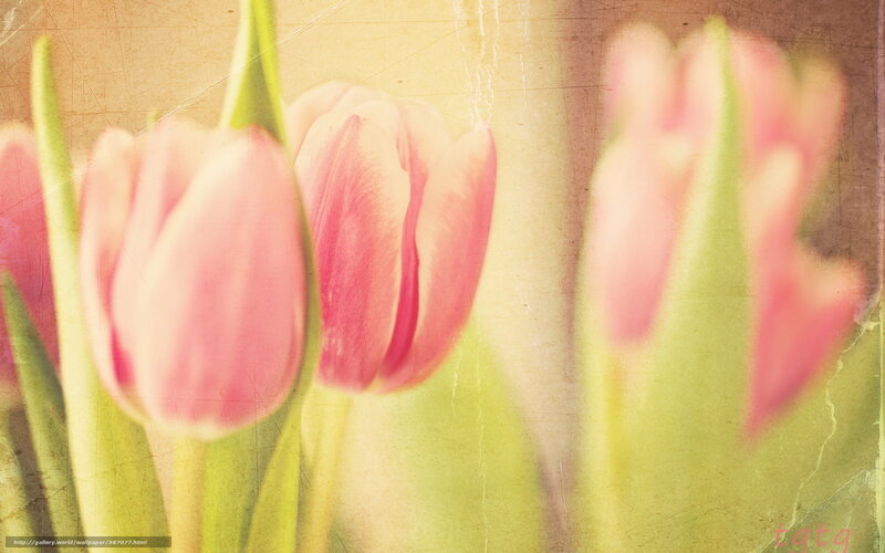 Pink Tulips in Focus — Soft