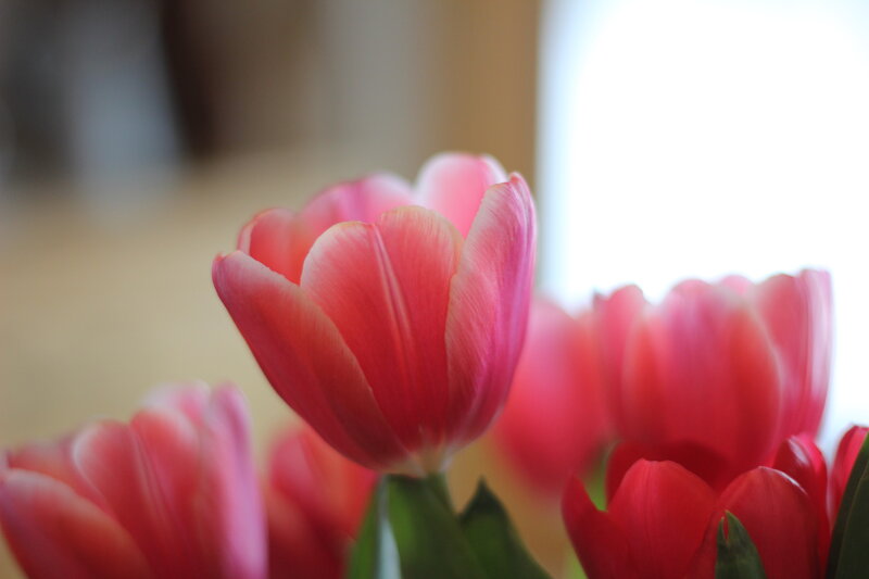 Pink Tulips in Focus