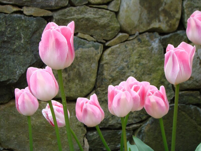 Pink Tulips in Front of Wall