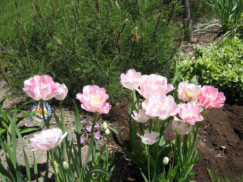 Pink tulips in garden