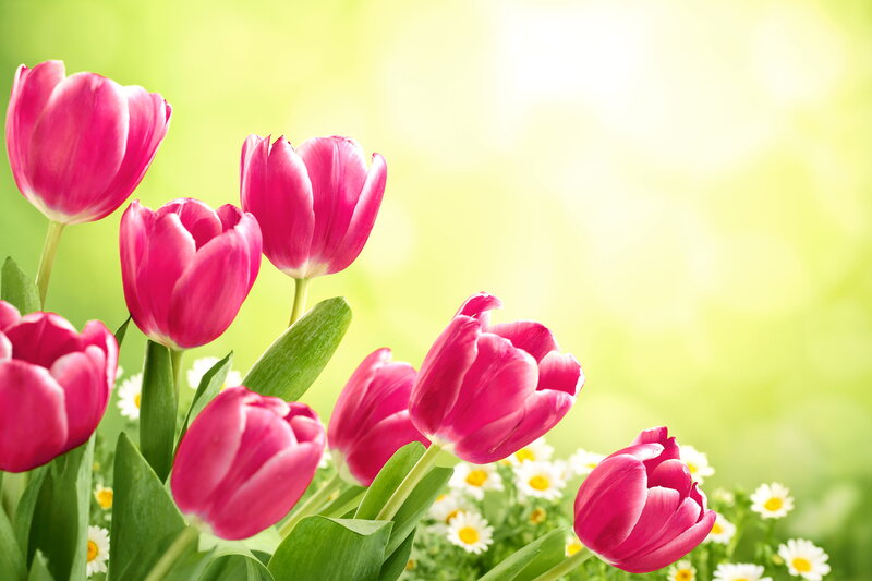 Pink Tulips in Garden — Bright
