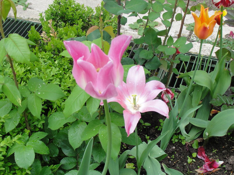 Pink Tulips in Garden — Calm, Spring, Photograph, Green Leaves, Flower Buds