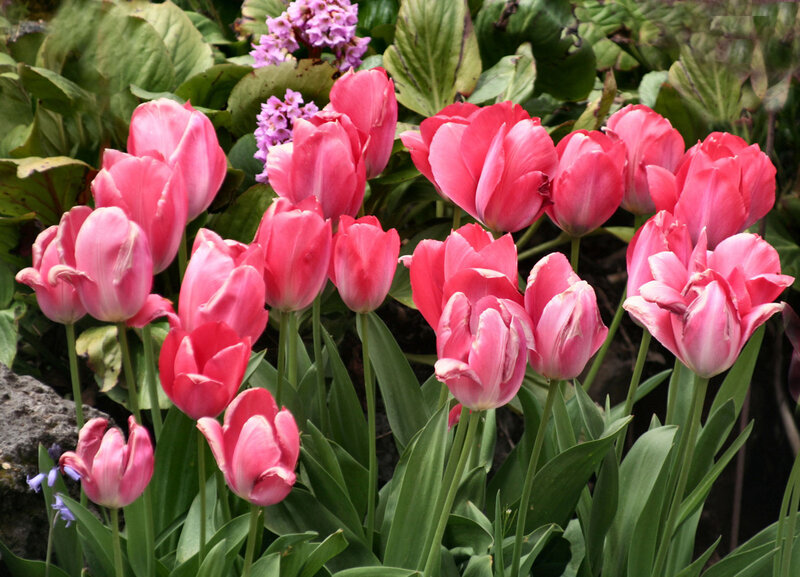 Pink Tulips in Garden — Calm, Spring, Photograph, Green Leaves, Purple Flowers