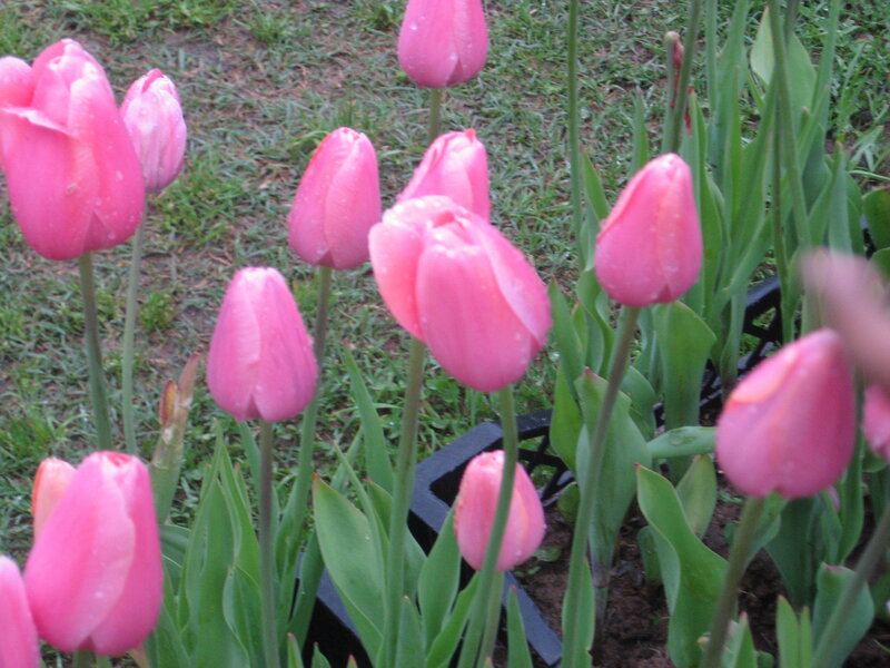 Pink Tulips in Garden — Calm, Spring, Photograph