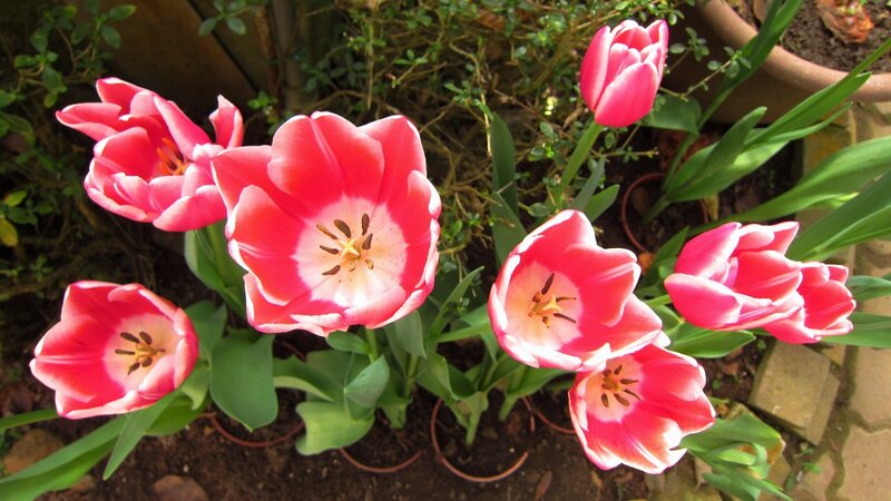 Pink Tulips in Garden — Calm, Spring