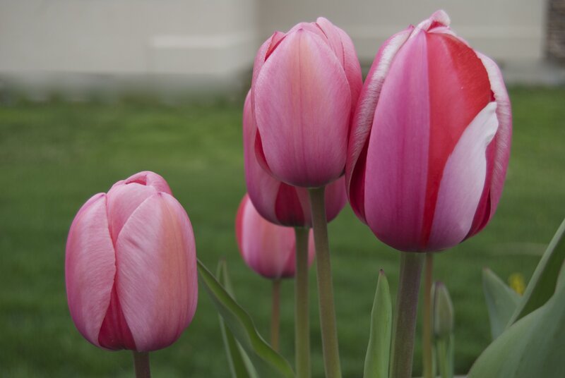 Pink Tulips in Garden — Calm