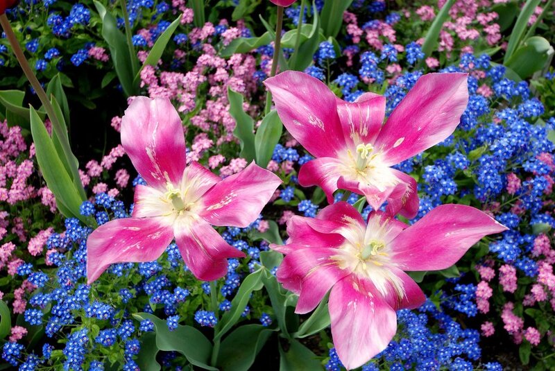 Pink Tulips in Garden — Colorful