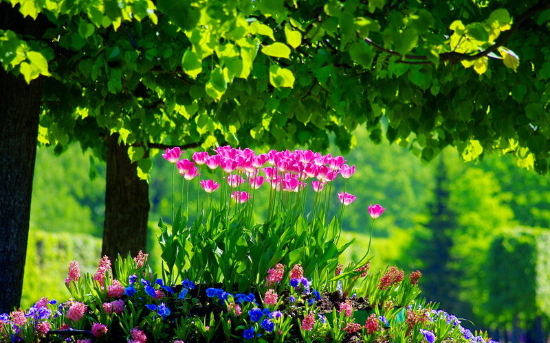 Pink Tulips in Garden — Green