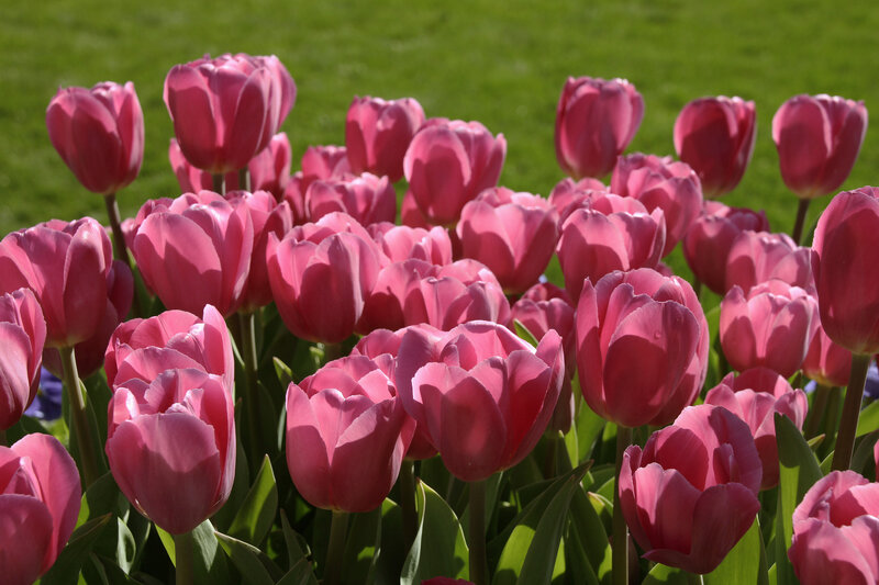 Pink Tulips in Garden — Serene, Afternoon, Photograph, Green Grass