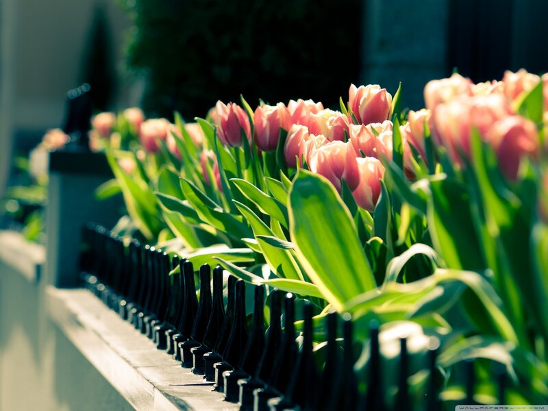 Pink Tulips in Garden — Serene, Afternoon, Photograph