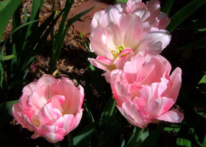 Pink Tulips in Garden — Serene, Afternoon