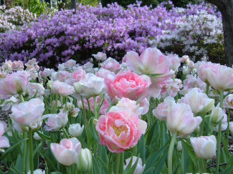 Pink Tulips in Garden — Serene, Spring, Photograph, Azaleas