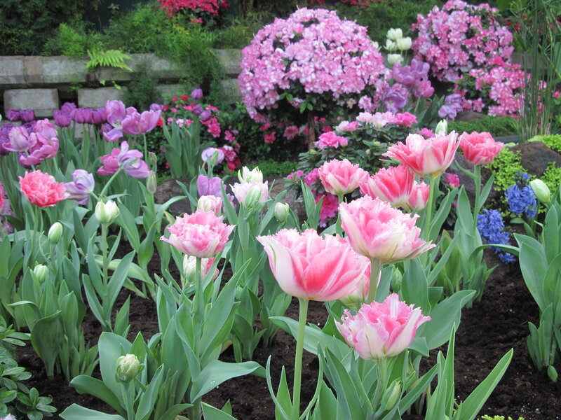 Pink Tulips in Garden — Serene, Spring, Photograph, Flowers, Greenery