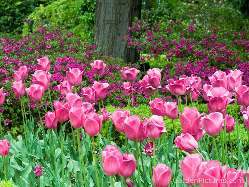 Pink Tulips in Garden — Serene, Spring, Photograph, Flowers