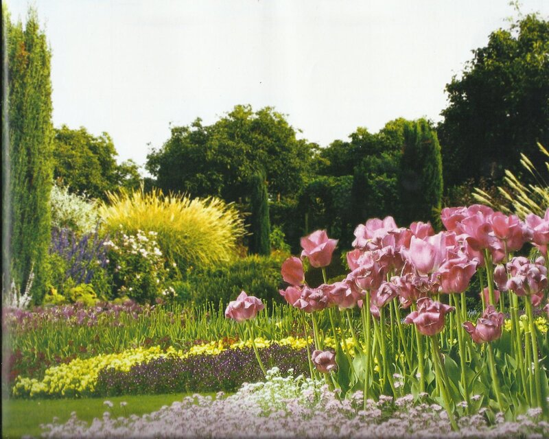 Pink Tulips in Garden — Serene, Spring, Photograph, Flowers, Trees