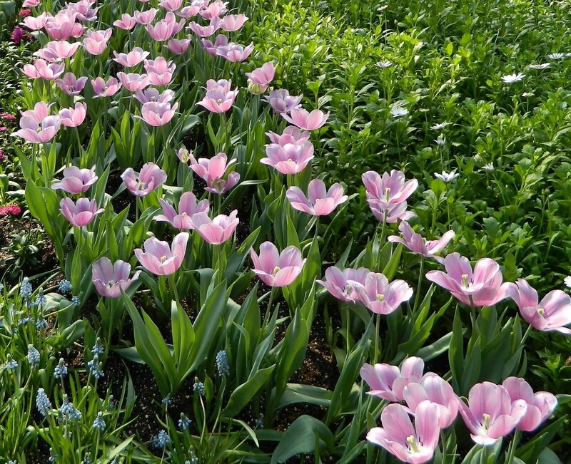Pink Tulips in Garden — Serene, Spring, Photograph, Green Foliage
