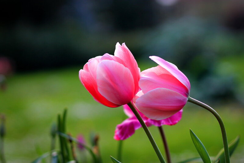Pink Tulips in Garden — Serene, Spring, Photograph, Green Grass