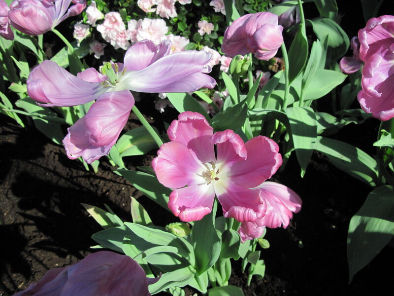 Pink Tulips in Garden — Serene, Spring, Photograph, Green Leaves, Soil, Other Flowers