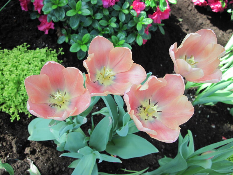 Pink Tulips in Garden — Serene, Spring, Photograph, Green Leaves, Soil