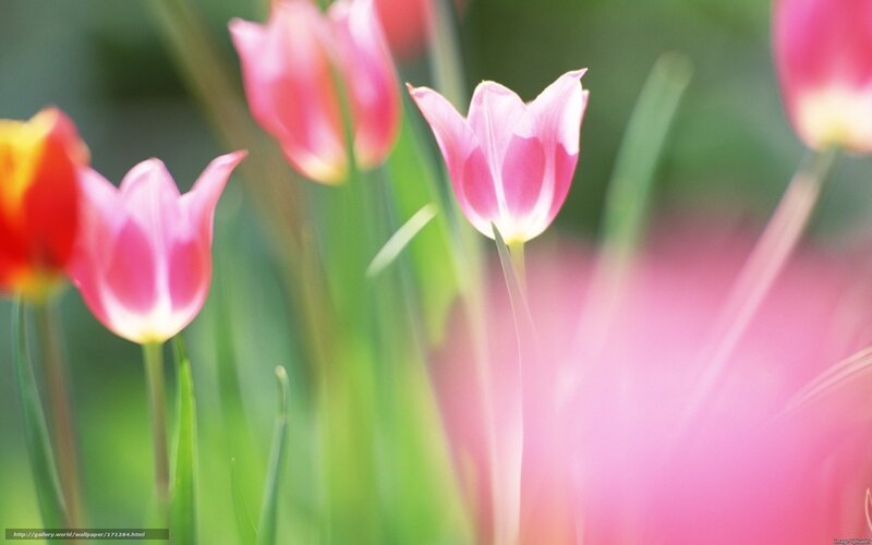 Pink Tulips in Garden — Serene, Spring, Photograph, Green Stems, Blurred Background