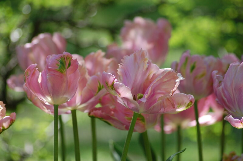 Pink Tulips in Garden — Serene, Spring, Photograph, Green Stems, Sunlight