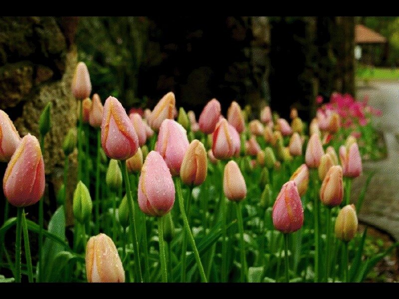 Pink Tulips in Garden — Serene, Spring, Photograph, Green Stems