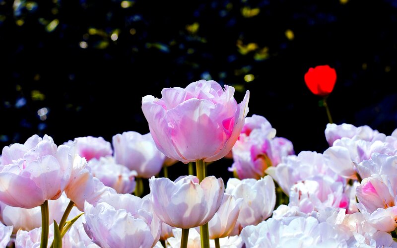 Pink Tulips in Garden — Serene, Spring, Photograph, Red Tulip