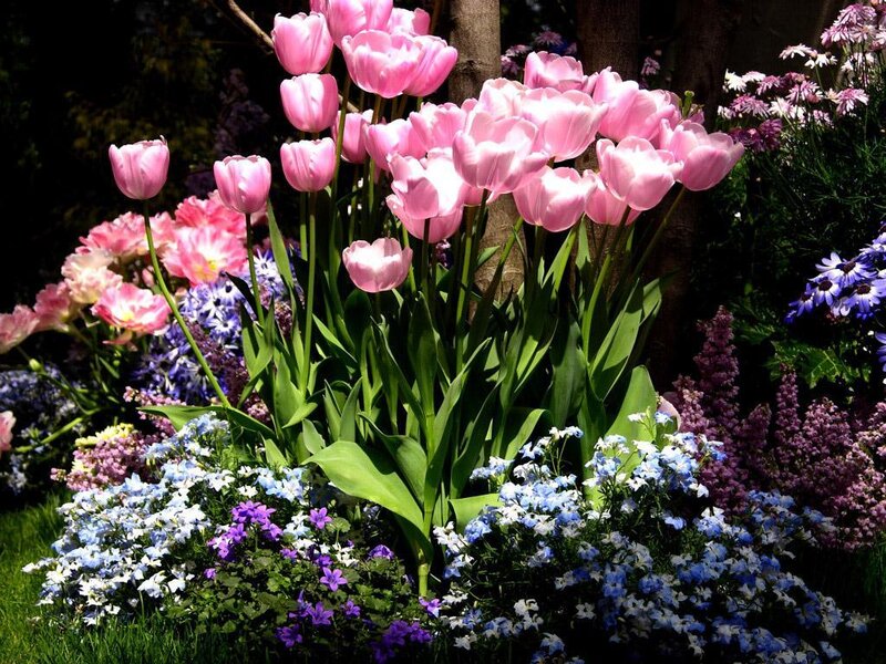 Pink Tulips in Garden — Serene, Spring, Photograph