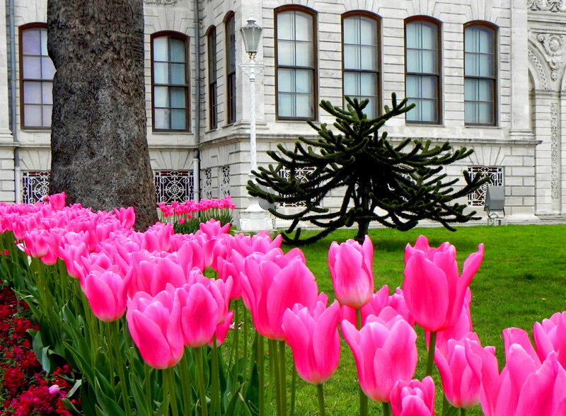 Pink Tulips in Garden — Serene, Spring, Photograph, Tree