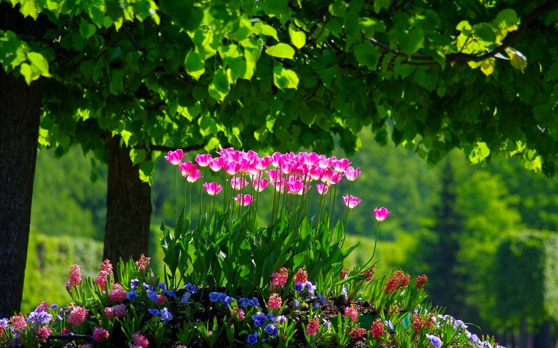 Pink Tulips in Garden — Serene, Spring, Photograph, Trees