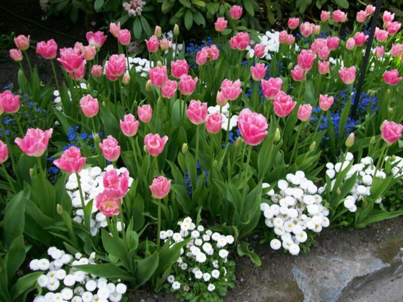 Pink Tulips in Garden — Serene, Spring, Photograph, White Flowers