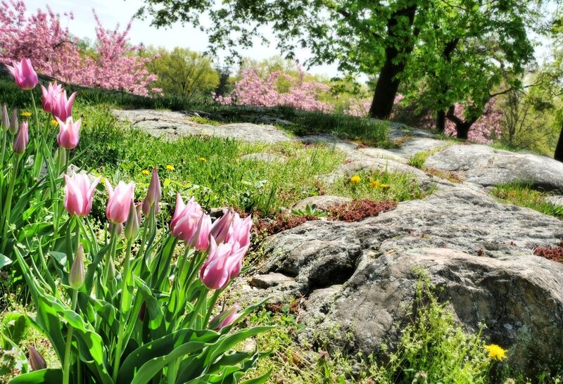 Pink Tulips in Garden — Serene, Spring