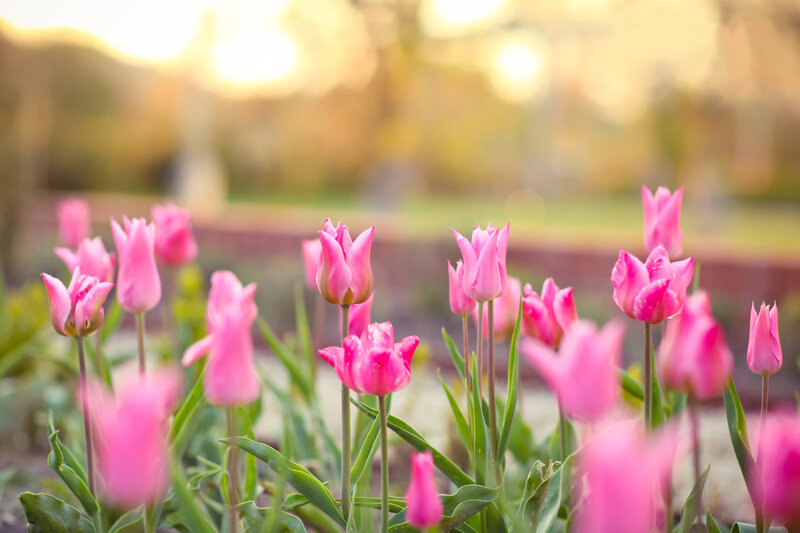 Pink Tulips in Garden — Serene, Sunset