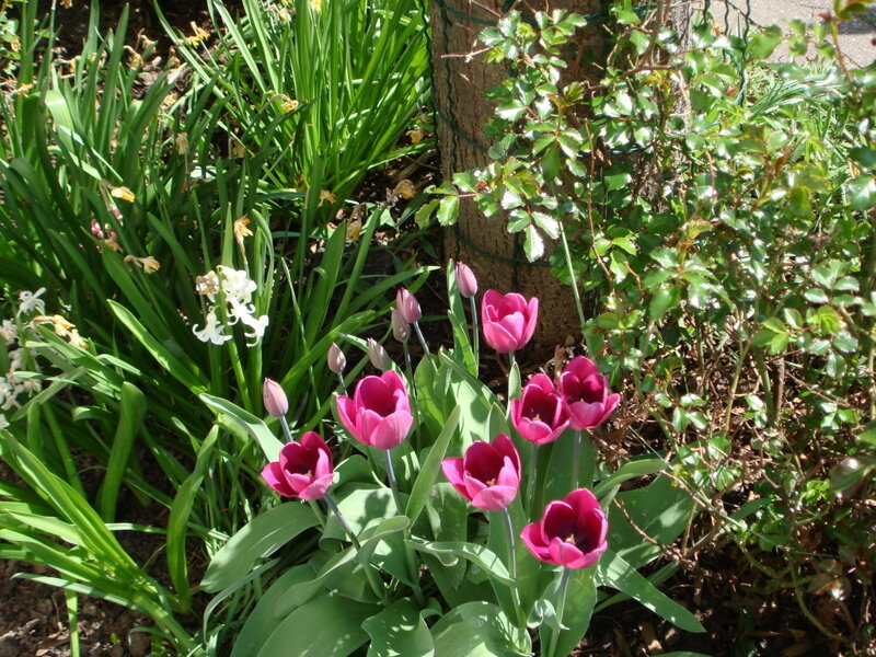 Pink Tulips in Garden — Serene